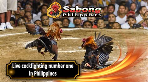 online betting cockfighting - ACF SABONG: Premier Arena for Elite Online Cockfighting .